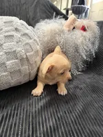 Apricot, a male Chihuahua for sale in Woodstock, GA – Photo 2 of 2