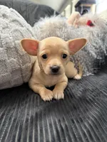 Apricot, a male Chihuahua for sale in Woodstock, GA – Photo 1 of 2