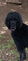 BLUE COLLAR, a male Poodle - Standard  for sale in Mason, TX – 3 of 3