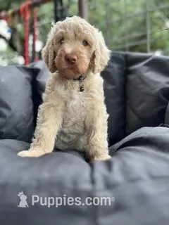 black collar – Poodle - Standard  puppy for sale in Mason, TX