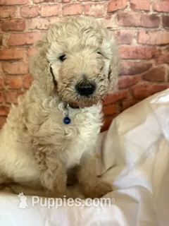 BLUE COLLAR – Poodle - Standard  puppy for sale in Mason, TX