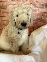 BLUE COLLAR, a male Poodle - Standard  for sale in Mason, TX – 1 of 3