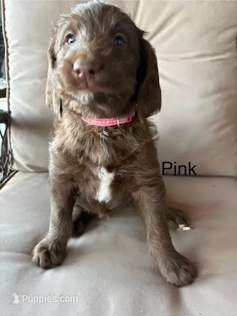 PINK COLLAR