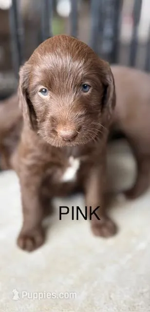 PINK COLLAR