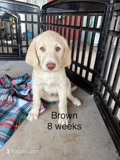 BROWN COLLAR – Labradoodle puppy for sale in Mason, TX