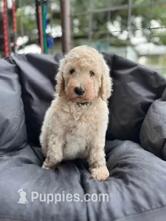 BLUE COLLAR – Poodle - Standard  puppy for sale in Mason, TX