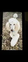 black collar, a male Poodle - Standard  for sale in Mason, TX – 2 of 3