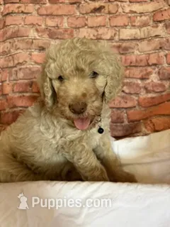 black collar – Poodle - Standard  puppy for sale in Mason, TX