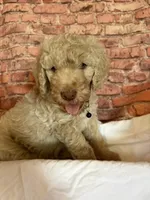 black collar, a male Poodle - Standard  for sale in Mason, TX – 1 of 3