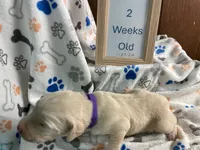 processed/8e2efc52-6108-4874-bbe8-728f38a12b3f/listing/c014fe27-167a-49bd-970b-32a4264d282f/6a7bb1d1-6df6-47a3-8051-f8c7afc9b5a7