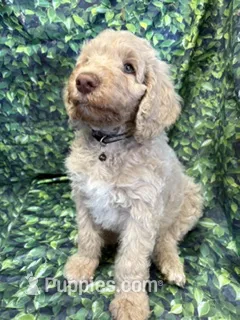 black collar – Poodle - Standard  puppy for sale in Mason, TX