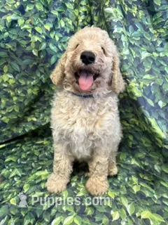BLUE COLLAR – Poodle - Standard  puppy for sale in Mason, TX