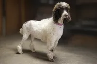 processed/8e2efc52-6108-4874-bbe8-728f38a12b3f/listing/d36064fd-e812-4b8a-9765-8a5ea243395e/320e703f-954a-4782-a5e1-4ce43a3ce865