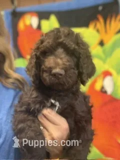 YELLOW MALE – Poodle - Standard  puppy for sale in Mason, TX
