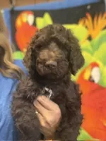 YELLOW MALE, a male Poodle - Standard  for sale in Mason, TX – 1 of 1