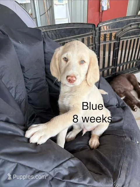 BLUE COLLAR – Labradoodle puppy for sale in Mason, TX