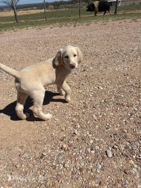 BLUE COLLAR – Labradoodle puppy for sale in Mason, TX