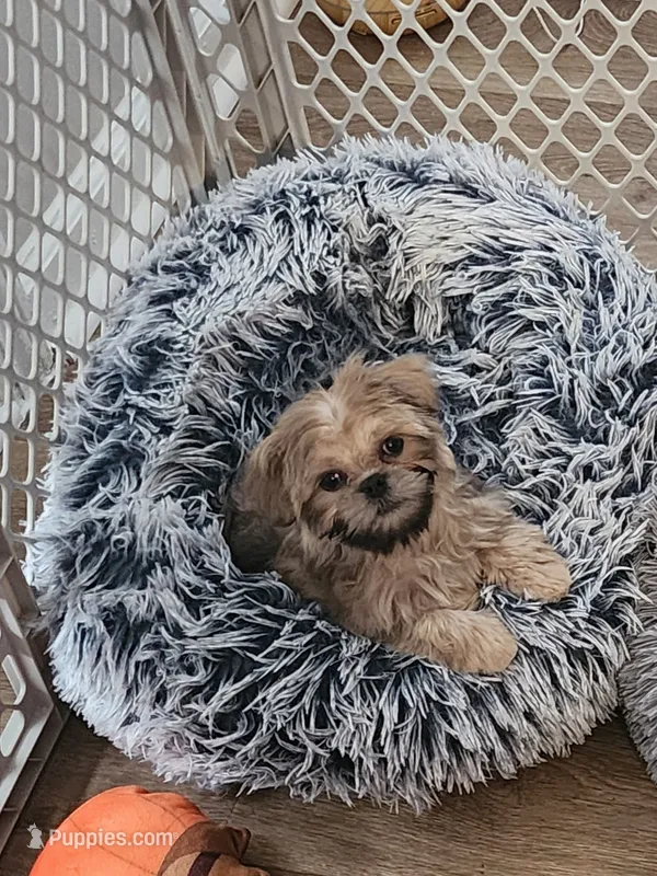 Hondo – Shih Tzu puppy for sale in Atlanta, GA