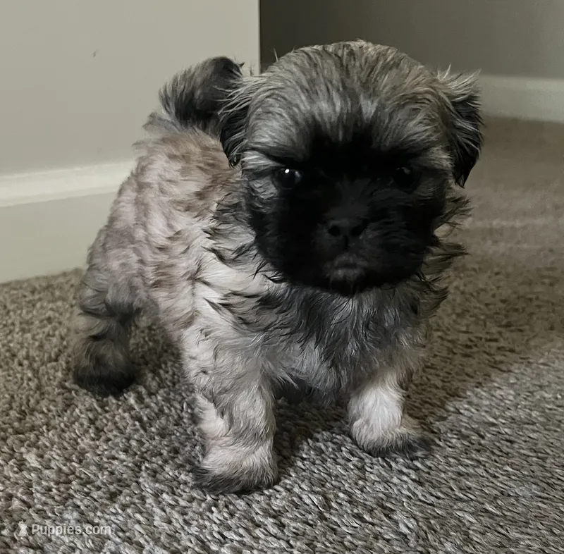 Neo – Shih Tzu puppy for sale in Atlanta, GA