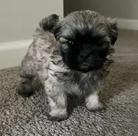 Leo, a male Shih Tzu for sale in Atlanta, GA – 2 of 9