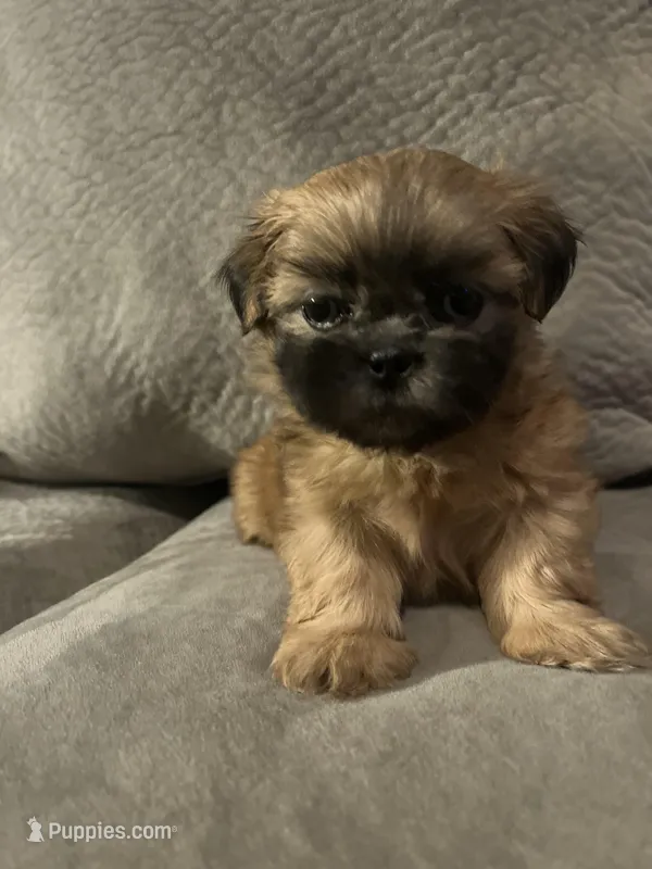 Precious  – Shih Tzu puppy for sale in Atlanta, GA