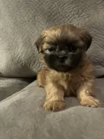 Precious , a female Shih Tzu for sale in Atlanta, GA – Photo 1 of 3