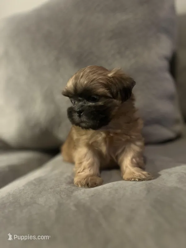 Precious  – Shih Tzu puppy for sale in Atlanta, GA