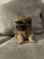 Precious , a female Shih Tzu for sale in Atlanta, GA – Photo 2 of 3