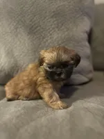 Precious , a female Shih Tzu for sale in Atlanta, GA – Photo 3 of 3