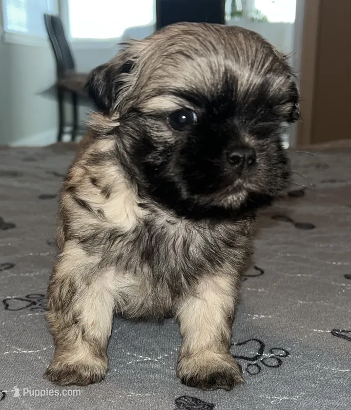 Neo – Shih Tzu puppy for sale in Atlanta, GA