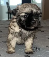 Neo, a male Shih Tzu for sale in Atlanta, GA – 3 of 3