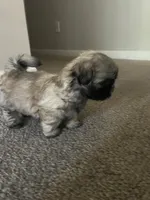 Leo, a male Shih Tzu for sale in Atlanta, GA – 6 of 9
