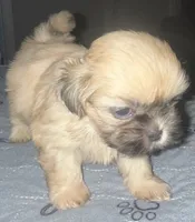 Mia, a female Shih Tzu for sale in Atlanta, GA – 2 of 3