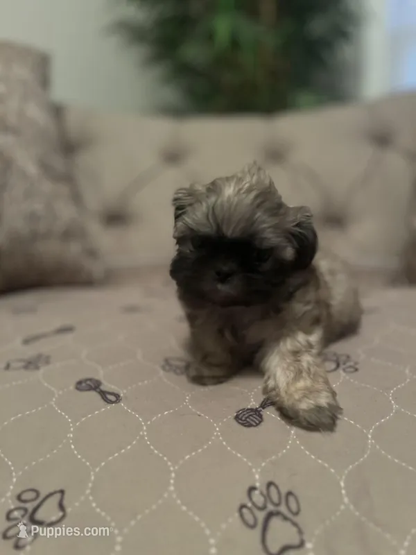 Cookie  – Shih Tzu puppy for sale in Atlanta, GA