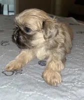 Mia, a female Shih Tzu for sale in Atlanta, GA – 3 of 3