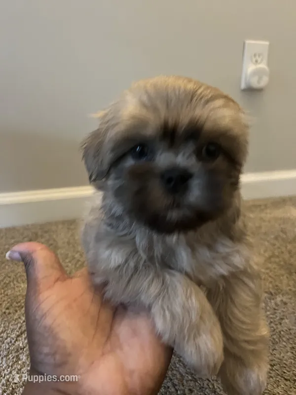 Kia – Shih Tzu puppy for sale in Atlanta, GA