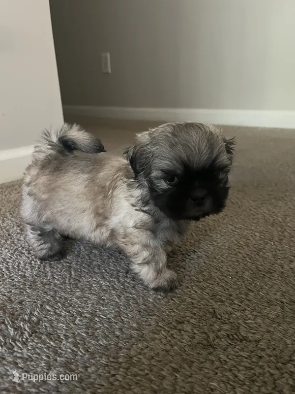 Leo – Shih Tzu puppy for sale in Atlanta, GA