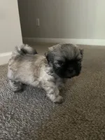 Leo, a male Shih Tzu for sale in Atlanta, GA – 1 of 9