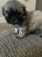 Leo, a male Shih Tzu for sale in Atlanta, GA – 8 of 9