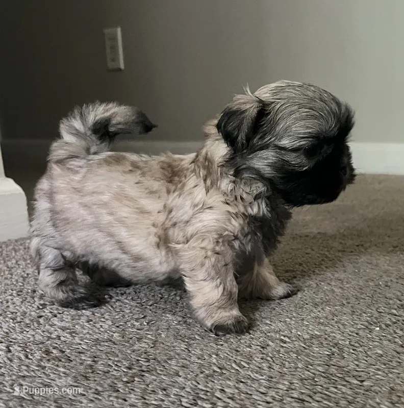 Neo – Shih Tzu puppy for sale in Atlanta, GA