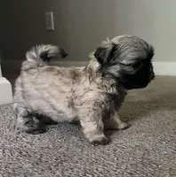 Leo, a male Shih Tzu for sale in Atlanta, GA – 4 of 9