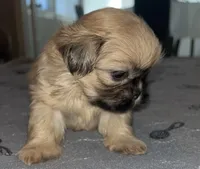 Scooter, a male Shih Tzu for sale in Atlanta, GA – 1 of 2