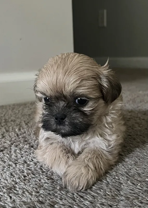 Mia – Shih Tzu puppy for sale in Atlanta, GA