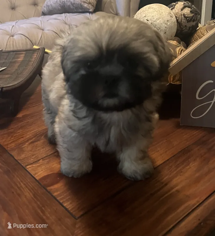 Chip – Shih Tzu puppy for sale in Atlanta, GA