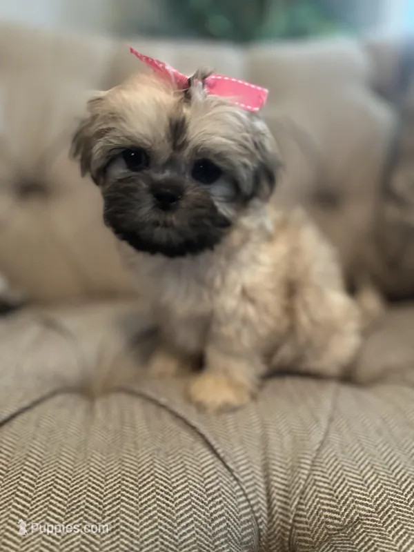 Snuggles  – Shih Tzu puppy for sale in Atlanta, GA