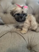 Snuggles , a female Shih Tzu for sale in Atlanta, GA – Photo 2 of 2