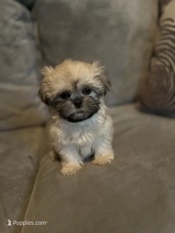 Snuggles  – Shih Tzu puppy for sale in Atlanta, GA