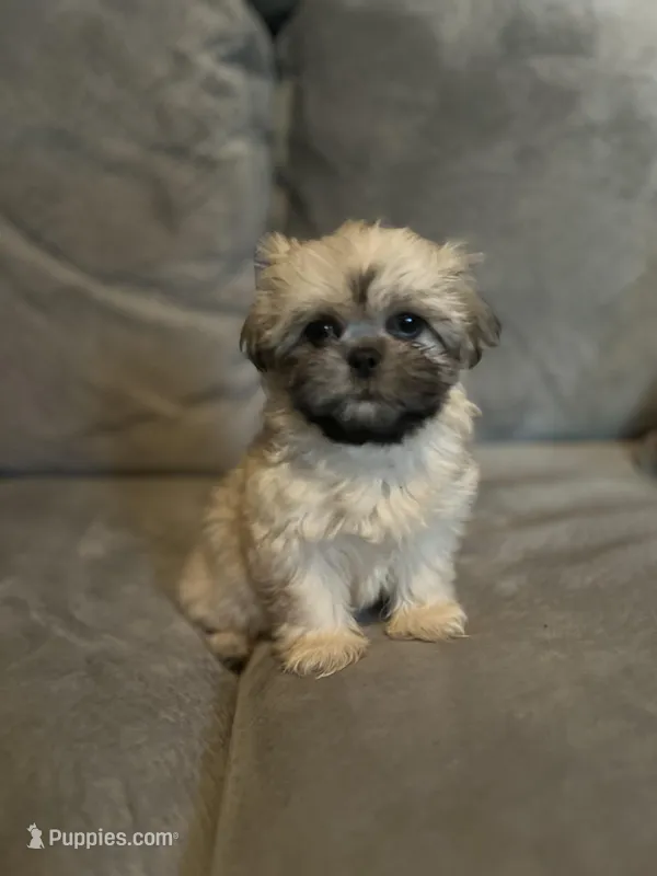 Snuggles  – Shih Tzu puppy for sale in Atlanta, GA
