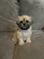 Snuggles , a female Shih Tzu for sale in Atlanta, GA – Photo 3 of 3