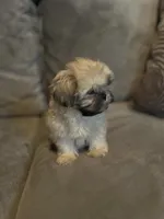 Snuggles , a female Shih Tzu for sale in Atlanta, GA – Photo 2 of 3